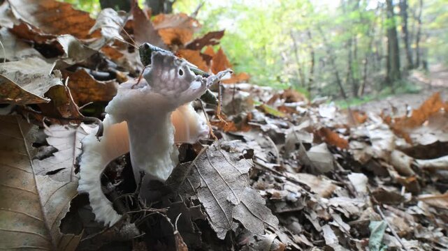 Autumn landscape with nibbled mushroom and  bettle  fall, slow motion, Autumn landscape, insect,  mushroom ,  beettle, Alpe del Vicere,  Italy