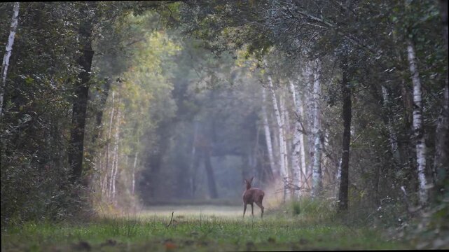 Young roe deer doe crossing a forest alley while grooming itself and walking with its senses on alert. Capreolus capreolus, Sologne, Loiret 45, r&eacute;gion Centre Val de Loire, France, Europe