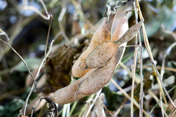Macro shot of dried bean pods displaying unique textures and patterns, product of autumn's natural elements; bean pods hang from a plant within their natural outdoor environment.