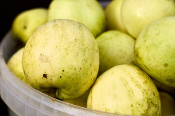 Detailed close-up of a bucket filled with freshly harvested green apples, emphasizing their natural imperfections, textures, and the subtle color variations under diffused light for a natural