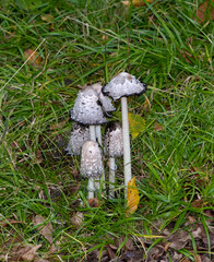 shaggy ink cap resp.Coprinus comatus,lower Rhine region,Germany