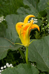 Beautiful wild flower in view