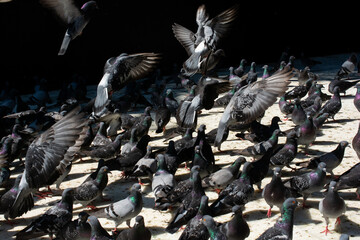Lovely wild pigeons bird live in urban environment