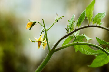 Close-up of a tomato plant featuring its delicate yellow flowers and fresh green leaves, capturing the essence of home gardening and the beauty of organic growth in a natural setting.
