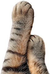Soft and Fluffy Cat Paws Crossing on a White Background