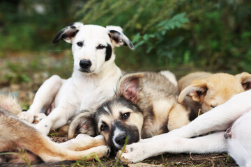 Cute stray dogs lying on ground outdoors, closeup. Homeless pet