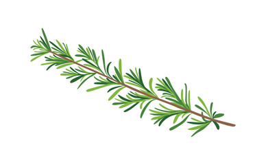 Realistic Illustration of Green Rosemary Herb Branch Isolated on White Background for Botanical Design