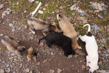 Cute stray dogs outdoors, top view. Homeless pet