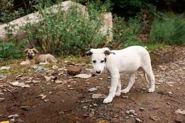 Fototapeta premium Cute stray dog walking outdoors. Homeless pet