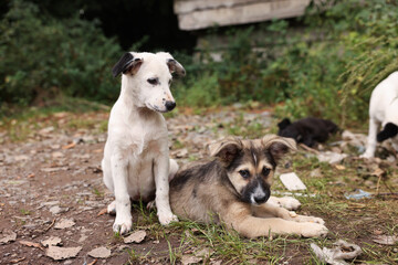 Cute stray dogs on ground outdoors. Homeless pet