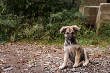 Cute stray dog outdoors, space for text. Homeless pet