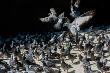 Lovely wild pigeons bird live in urban environment
