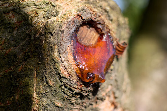 A close-up captures amber tree sap oozing from a damaged tree trunk, highlighting the tree's natural healing process, the vibrant amber color, and the intricate details of the bark.