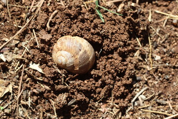Snail Digging in Soil to Lay Eggs. Snail Burrowing into Ground for Egg Laying