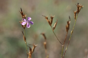 dianthus tripunctatus flower, also known as Three-spotted Pink