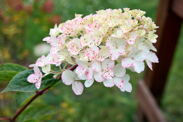 Detailed close-up reveals a lovely hydrangea paniculata with white and pink blooms speckled with brown spots, flourishing in a picturesque garden on a bright, sunny day.