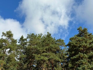 Coniferous forest with tall pine trees against sky 
