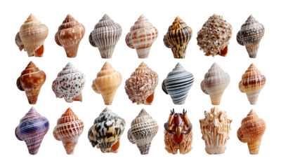 Exquisite Ocean Treasures: A Diverse Collection of Natural Seashells isolated on a transparent background