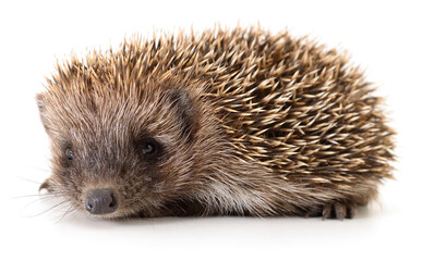 European hedgehog isolated on white background