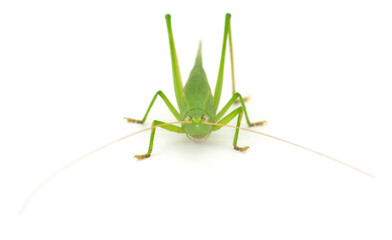 Green katydid insect isolated on white background, front view