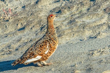 Female polar partridge in summer plumage. The female has a distinctive red eyebrow above her eye. The bird is alarmed by the attention to it