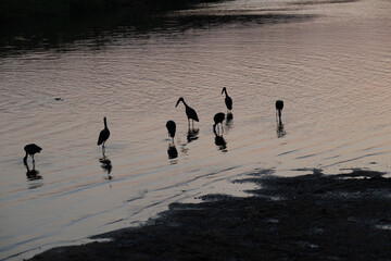 Open billed Storks feeding n a river