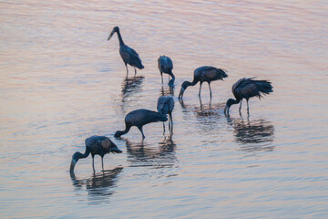 Open Billed Storks feeding in a river at dusk South Africa