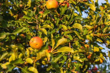 Bright red apples hanging on branches in a sunny orchard