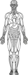 Illustration of a full human body with visible organs and muscles in black and white outline style