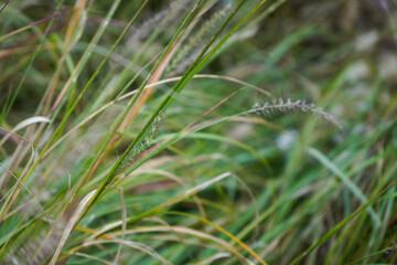 Close-up view of green grass blades in natural environment