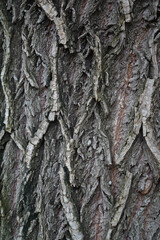 Close-up view of the textured bark of a tree