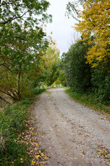 Winding pathway through autumn foliage, idyllic woodland scene with vibrant leaves, creating a serene, seasonal background for nature enthusiasts and outdoor adventures, ideal for backgrounds.