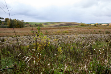 Obraz premium Breathtaking late autumn scenery in Ukraine features fields, meadows, shrubs, and trees under a cloudy sky, showcasing the raw beauty and tranquil charm of the rural landscape.