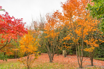 Fototapeta premium Golden and red trees fill the park with autumn brilliance. Fallen leaves cover the ground in rich, warm tones.
