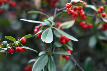 Vibrant Red Berries on Green Leafy Branches in Nature