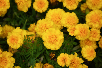 Vibrant yellow marigold flowers in full bloom