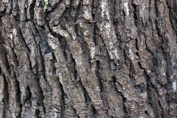 Obraz premium Close-up view of rough tree bark texture