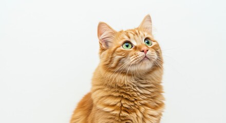 Obraz premium Orange Cat with Green Eyes Looking Up Against White Background
