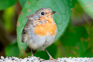 A robin, a species of bird from the flycatcher family, sits on a fence in the garden.
