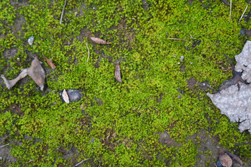 Green moss covering the ground with some debris around