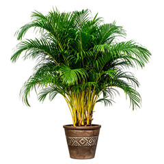 Lush green Areca palm in a decorative brown pot against a black background