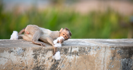 Barbary macaque ape, rhesus monkey eating cotton wool, wildlife and urban environment in India, jungle rainforest animal in city