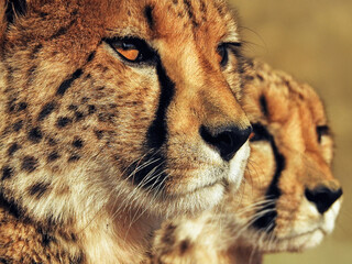 portrait of a cheetah