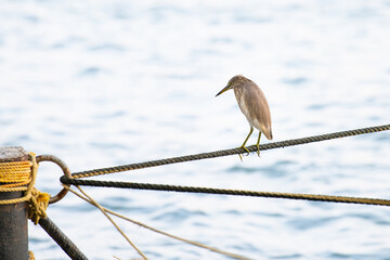 Indian pond heron bird or paddybird sitting on a rope, Kochi South India, asian Ardeola grayii