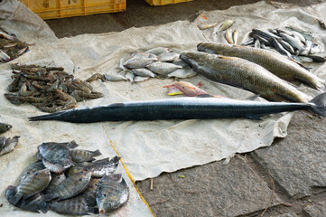 Fish variety on market in Kochi India, sale stall with freshly caught seafood, fishing industry at the Arabian Sea