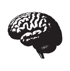 A special depiction of the human brain, detailed brain drawing, black and white brain drawing, artistic brain depiction, classical art, anatomical design. Old art illustration vector