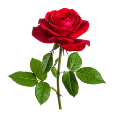 A single, vibrant red rose with lush green leaves on a black background