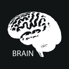 A special depiction of the human brain, detailed brain drawing, black and white brain drawing, artistic brain depiction, classical art, anatomical design. Old art illustration vector