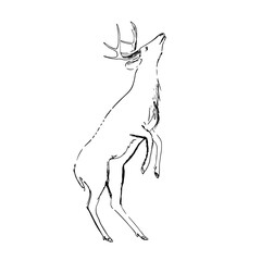 deer 02