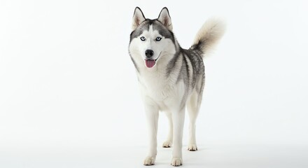 Husky Dog with Blue Eyes Standing in Studio Bright White Background